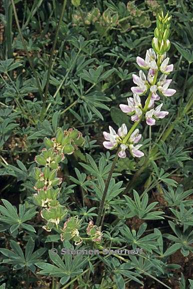 lupinus microcarpus var densiflorus 9 graphic